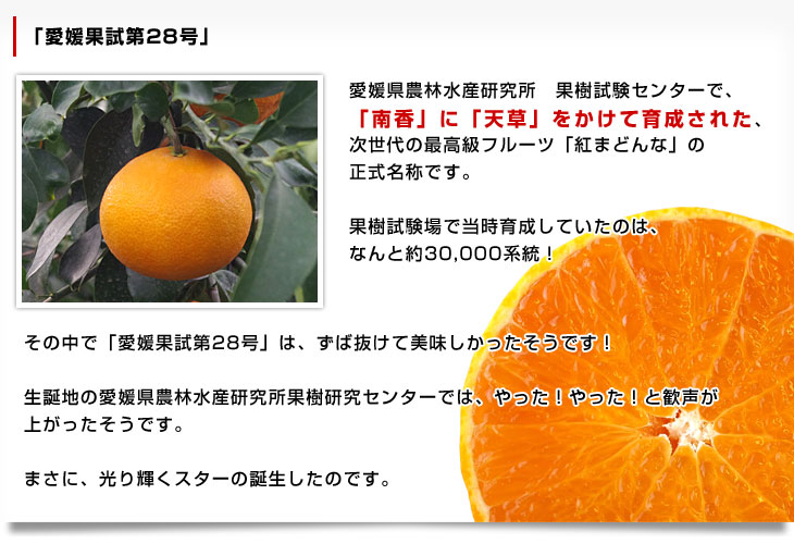 愛媛県より産地直送 JAえひめ中央 紅まどんな 良品 3LからLサイズ 約3キロ（10玉から15玉） 送料無料 紅マドンナ オレンジ お歳暮 ギフト  : 1255131318 : 産直だより - 通販 - Yahoo!ショッピング