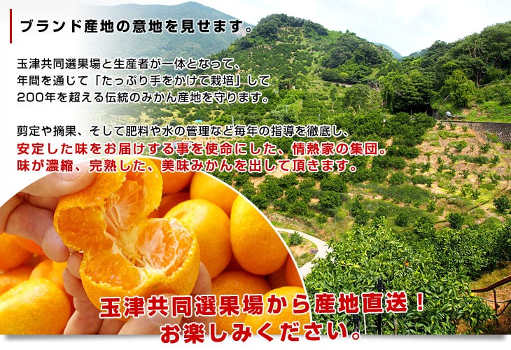 お急ぎください❗️農薬不使用★青柚子　箱込み約5キロ 愛媛県より産地直送 JAえひめ南 玉津共選場 玉津の赤箱みかん LからM