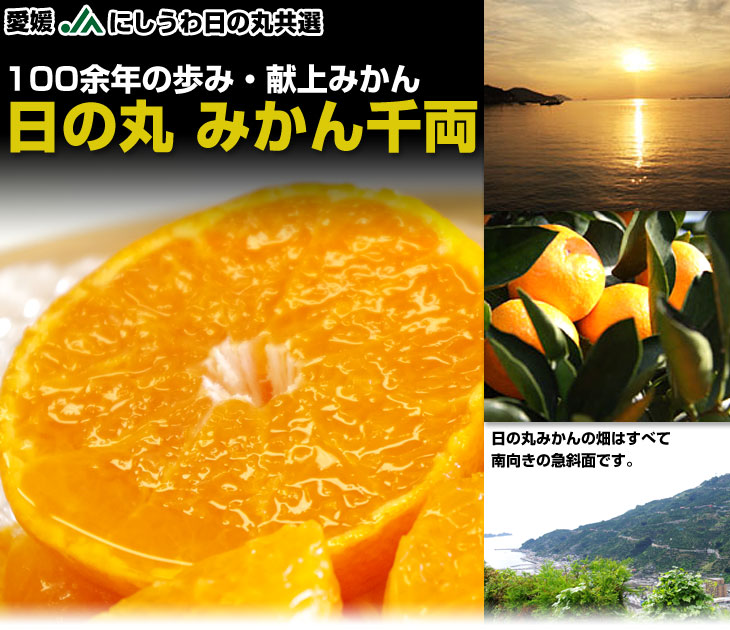 愛媛県より産地直送 JAにしうわ 日の丸みかん 千両 LからSサイズ 5キロ (40玉から60玉) 送料無料 蜜柑 ミカン :1246952496:産直 だより - 通販 - Yahoo!ショッピング