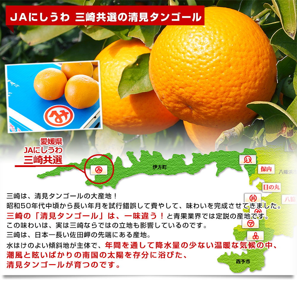 愛媛県より産地直送 JAにしうわ三崎共選 清見タンゴール （清見