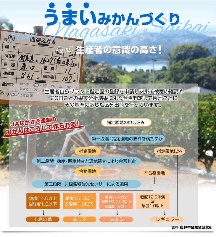 長崎県 JAながさき西海 味まる「品種：佐世保温州」 LからSサイズ 優品以上 約5キロ(40玉から60玉前後）送料無料 ミカン 蜜柑 |  | 05