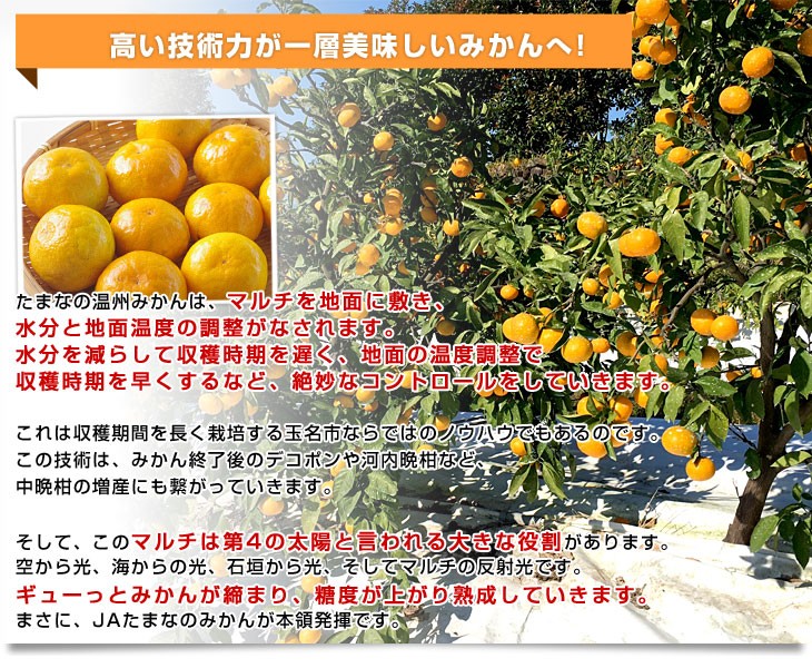 物品物品熊本県 JA熊本果実連 肥のさきがけ 約5キロ Sサイズ(60玉前後) 送料無料 極早生みかん ミカン 蜜柑 市場発送 みかん、柑橘類 