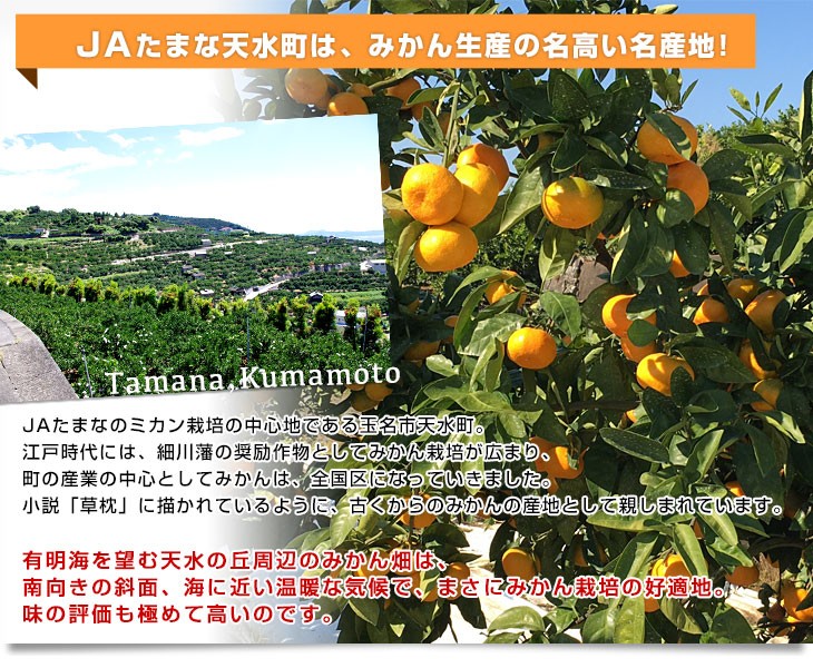 お歳暮 ギフト】熊本県 JAたまな ブランドみかん 最高等級：草枕 約4