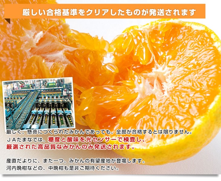 お歳暮 ギフト】熊本県 JAたまな ブランドみかん 最高等級：草枕 約4