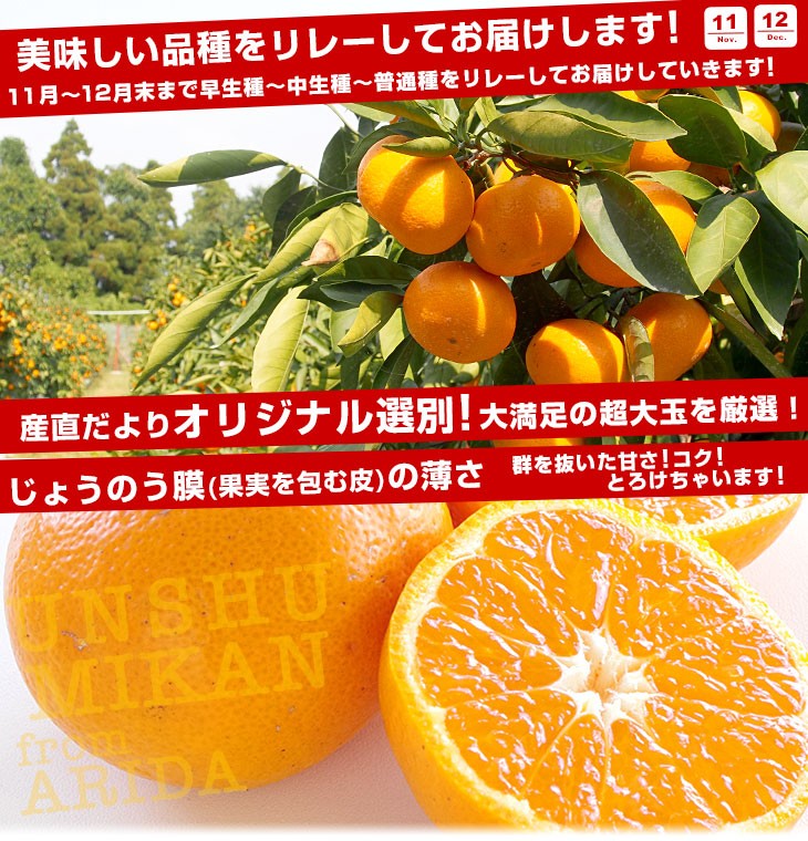 和歌山県より産地直送 JAわかやま ありだ地域本部 有田みかん 大玉 2L