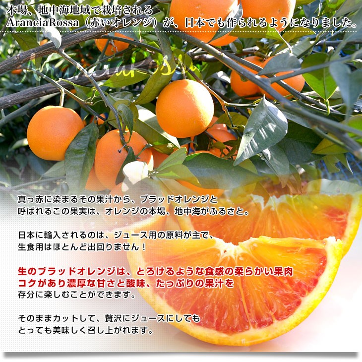 愛媛県より産地直送 JAえひめ南 ブラッドオレンジ 優品 5キロ (30玉