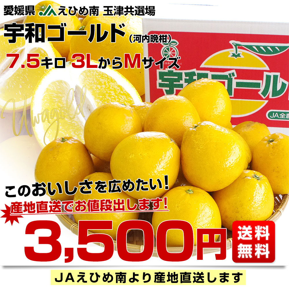 愛媛県より産地直送 JAえひめ南 玉津共選場 宇和ゴールド 優品 3LからMサイズ 7.5キロ (15玉から24玉) 送料無料 柑橘 オレンジ 河内晩柑 宇和島 吉田町｜sanchokudayori｜03