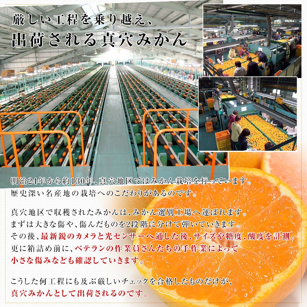 愛媛県 JAにしうわ 真穴みかん 約2.8キロ(1.4キロ×2袋) SからSS