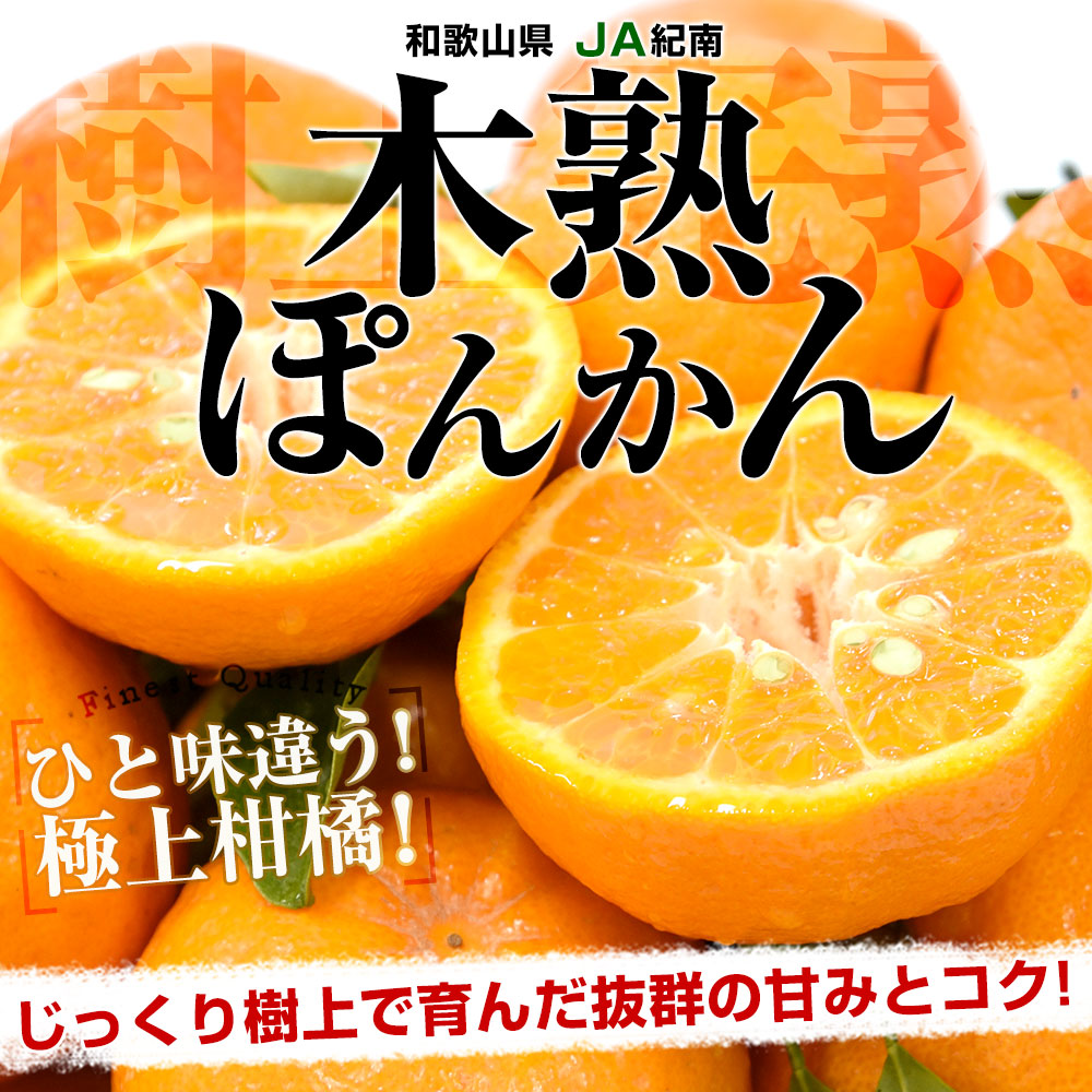 25【和歌山県産】ポンカン　約9kg サイズお任せ(2L〜3L) 楽天市場】 紀南みかん > 葉付きポンカン : 紀州の旬マルシェ 紀の
