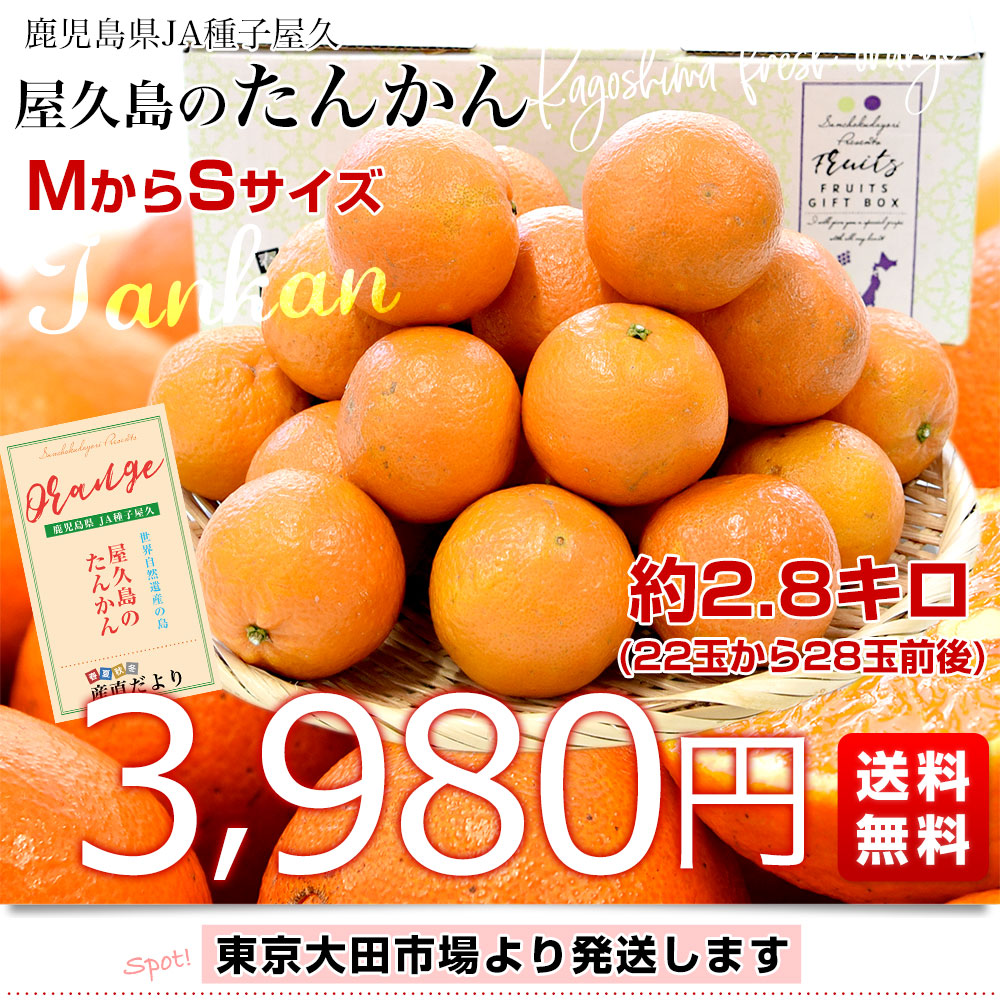 鹿児島県産 JA種子屋久 屋久島のたんかん 約2.8キロ MからSサイズ (22玉から28玉前後) 送料無料 柑橘 オレンジ タンカン 市場発送｜sanchokudayori｜03