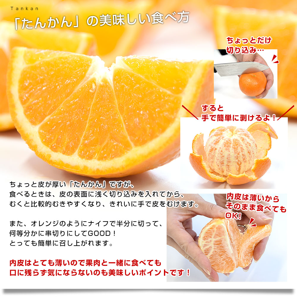 鹿児島県産 JA南さつま たんかん 約2.5キロ 化粧箱 大玉 3Lから5Lサイズ (8玉から11玉) 送料無料 柑橘 オレンジ タンカン ...