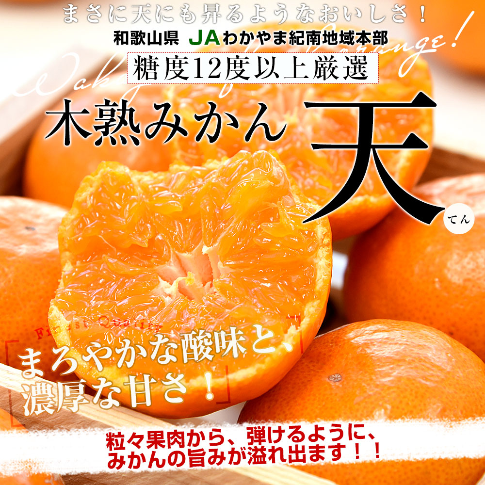 和歌山県 JAわかやま紀南地域本部 糖度12度以上 木熟みかん「天」等級