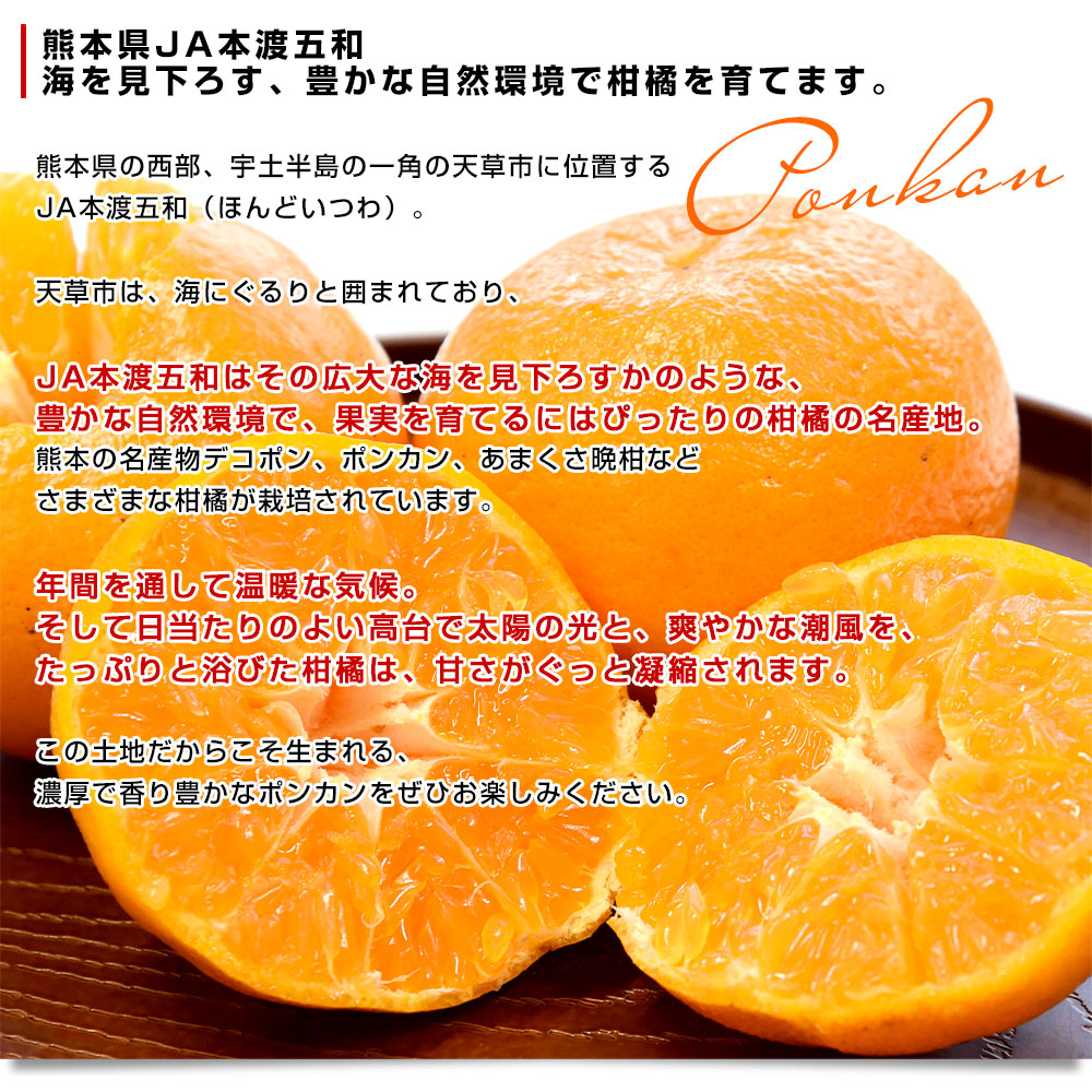 熊本県から産地直送 JA本渡五和 天草ポンカン ご家庭用 2LからSサイズ