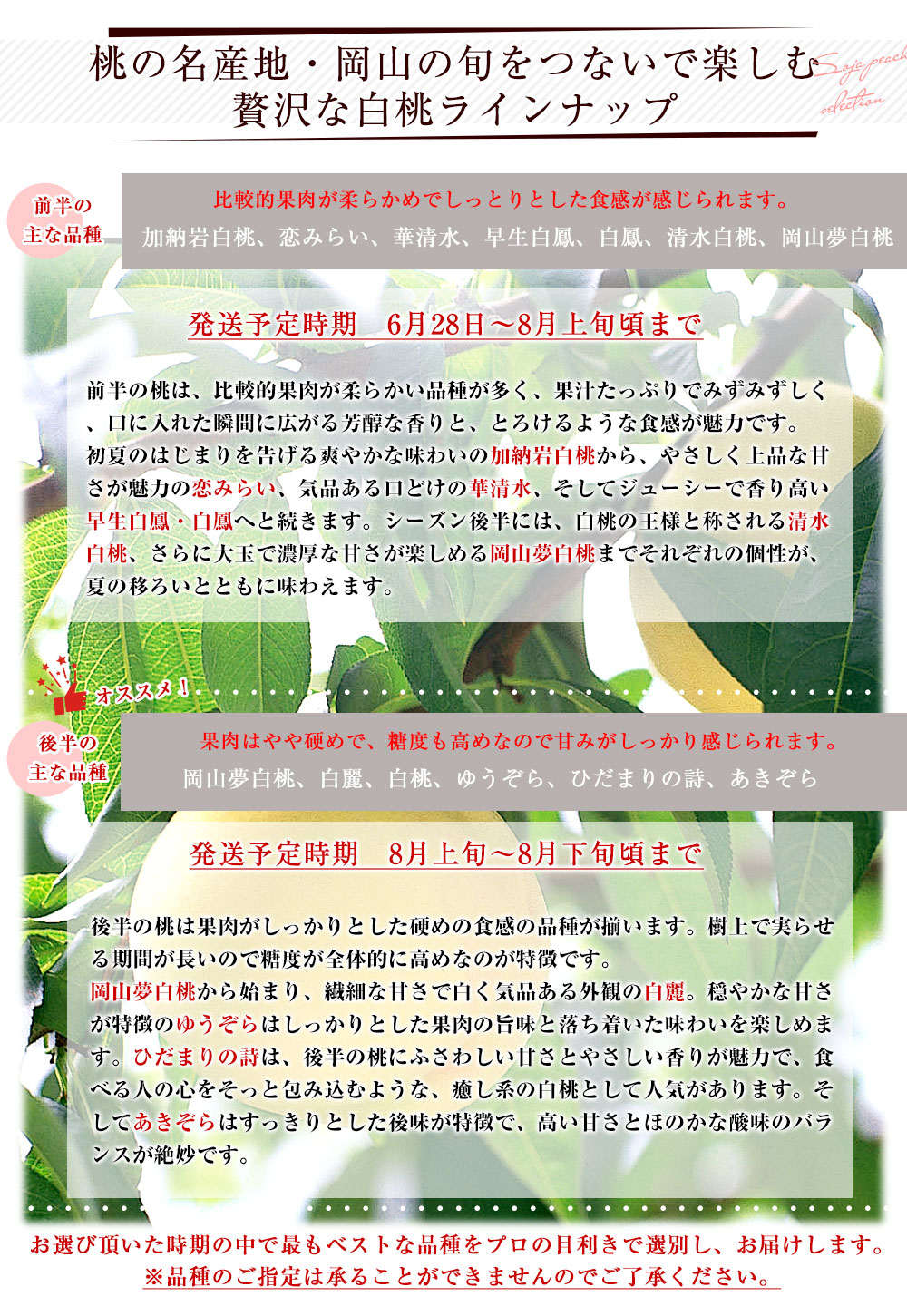 岡山県から産地直送 総社もも生産組合 岡山白桃 青秀以上 約1.5キロ (4