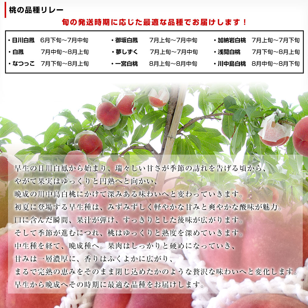 山梨県より産地直送 JAふえふき八代支所 八代...の詳細画像4
