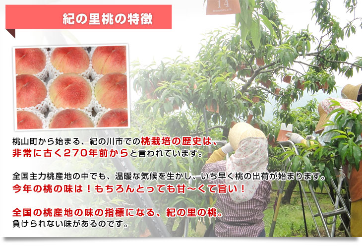 和歌山県より産地直送 JA紀の里 紀の里の桃 特秀品 1.8キロ (6玉から8玉) 送料無料 桃 もも |  | 05