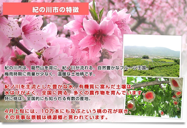 和歌山県より産地直送 JA紀の里 紀の里の桃 特秀品 1.8キロ (6玉から8玉) 送料無料 桃 もも |  | 06