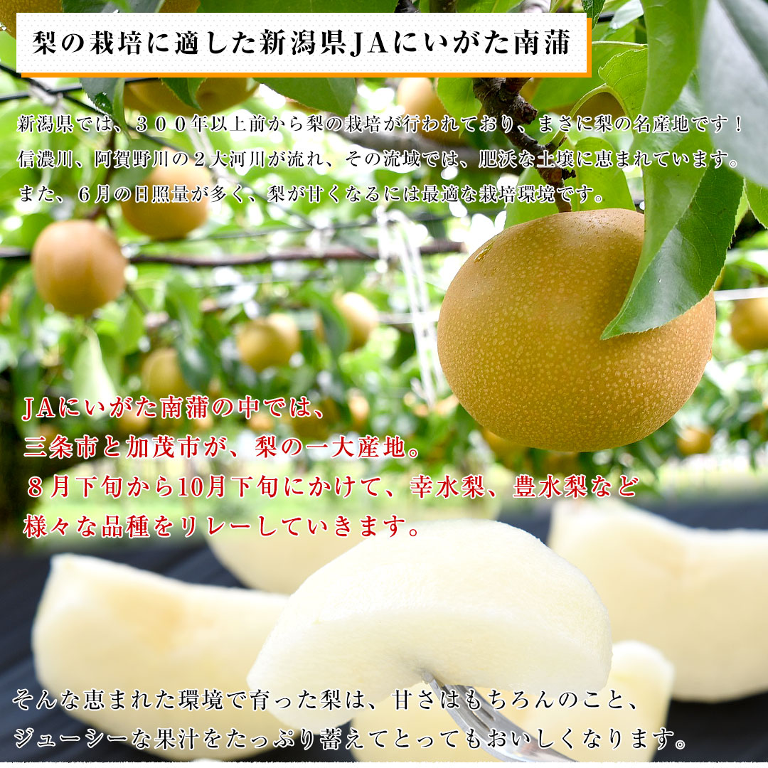 新潟県より産地直送 JAにいがた南蒲 高糖度梨「糖鮮確実 (とうせんかくじつ)」 糖度13度以上 優品以上 約５キロ (9玉から1８玉) なし ナシ  送料無料 :1261153011:産直だより - 通販 - Yahoo!ショッピング