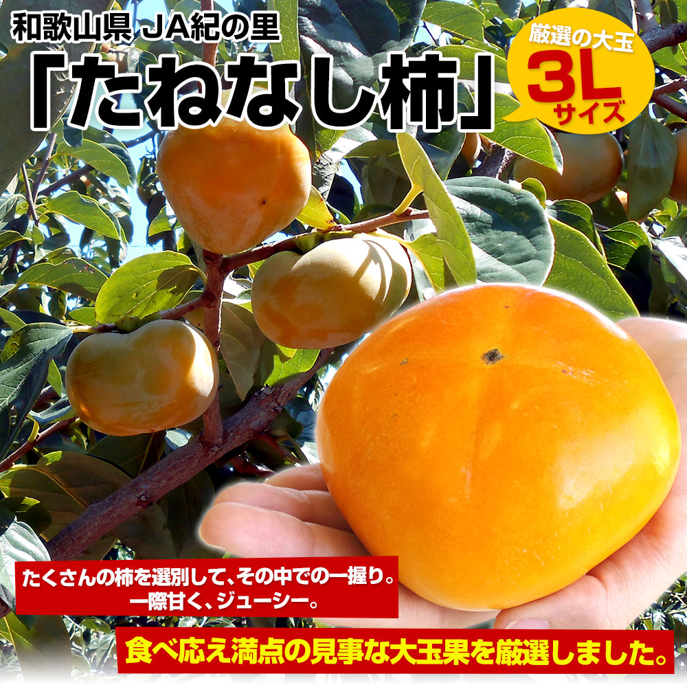和歌山県より産地直送 JA紀の里 たねなし柿 大玉3Lサイズ 約3.75キロ(14玉入) カキ かき 柿 送料無料 :123585893:産直だより  通販 