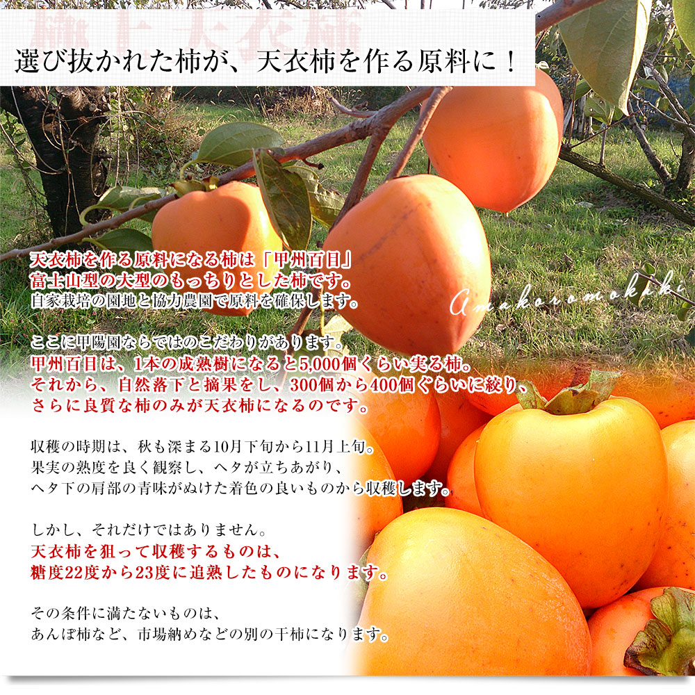 山梨県 産地直送 南アルプス市 甲陽園芸場 天...の詳細画像3