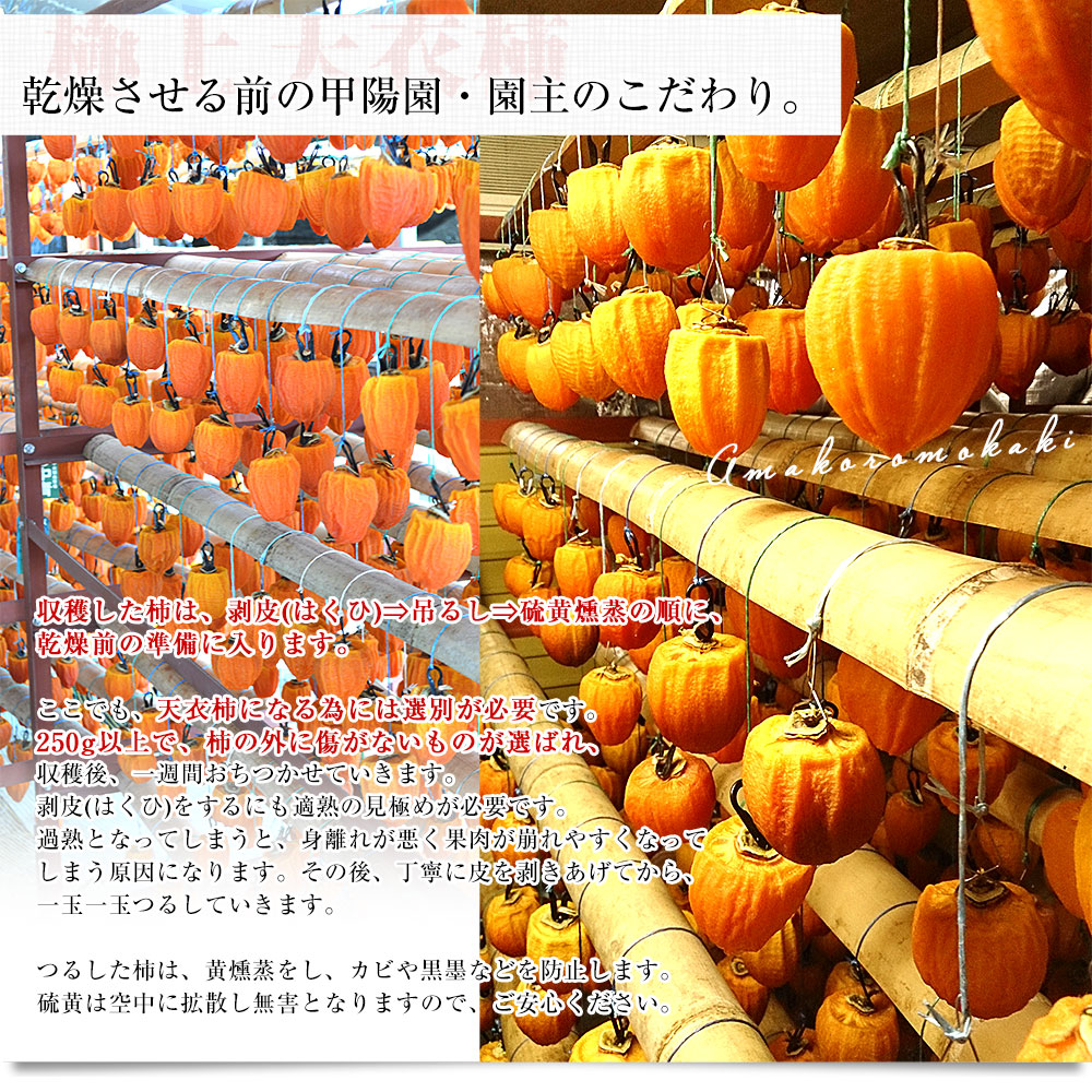 山梨県 産地直送 南アルプス市 甲陽園芸場 天...の詳細画像4