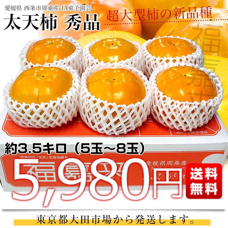 愛媛県周桑産 JA東予園芸 太天柿 秀品 3.5キロ(5玉から8玉) 送料無料