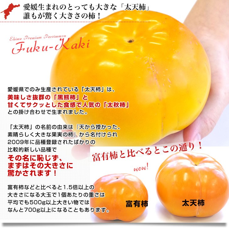 愛媛県周桑産 JA東予園芸 太天柿 秀品 3.5キロ(5玉から8玉) 送料無料