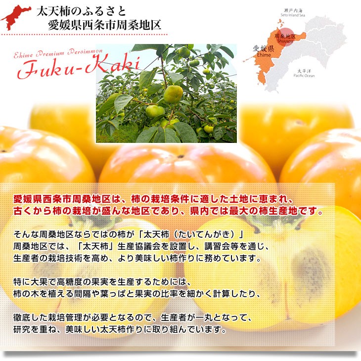 愛媛県周桑産 JA東予園芸 太天柿 ご家庭用 3.5キロ(5玉から7玉) 送料