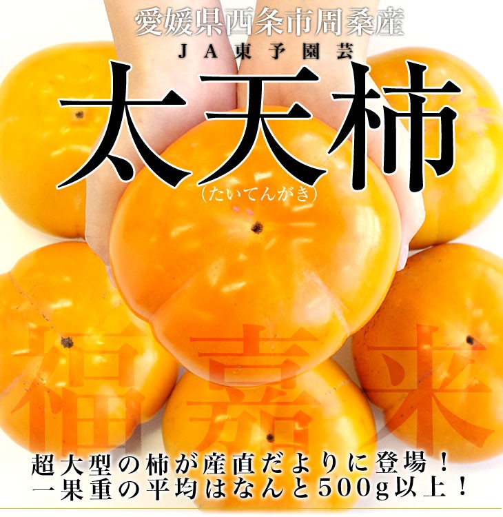 愛媛県周桑産 JA東予園芸 太天柿 秀品 3.5キロ(5玉から8玉) 送料無料