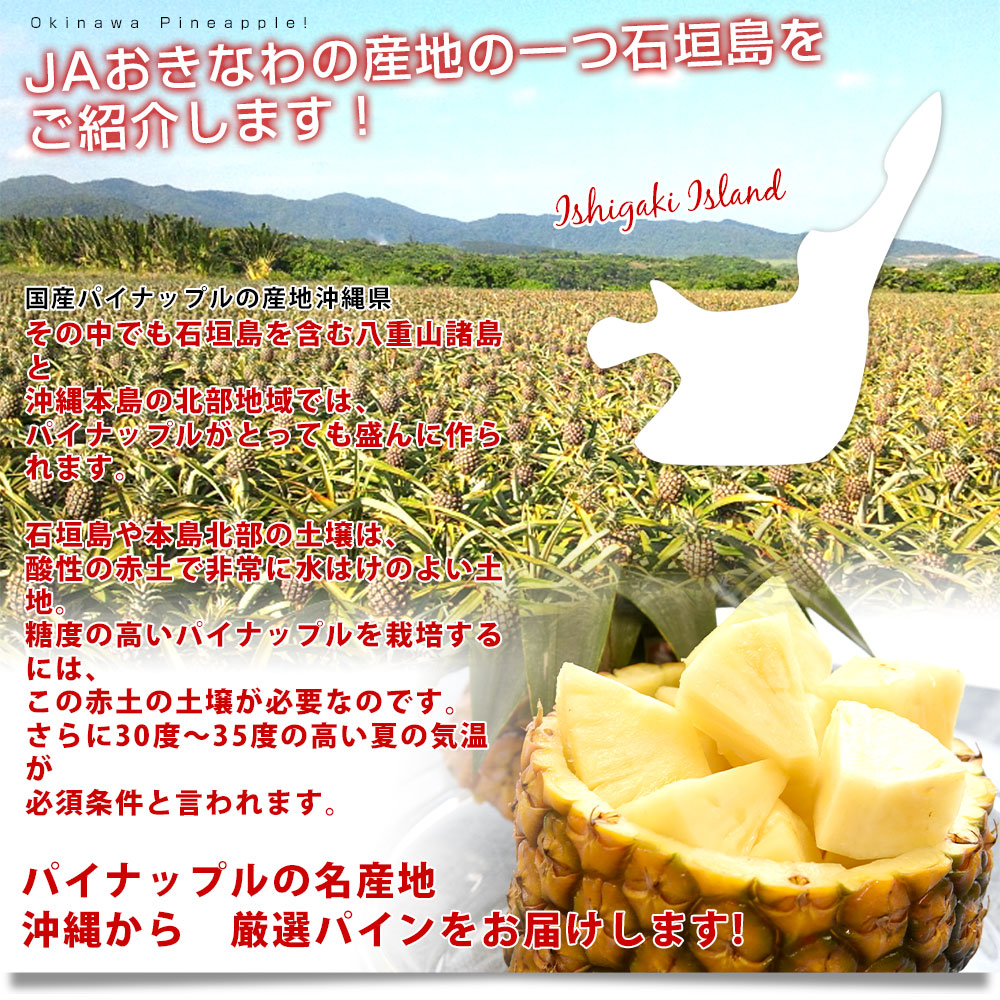 沖縄県産 JAおきなわ パイナップル サンドルチェ Lサイズ以上 3玉