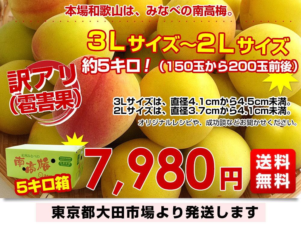 和歌山県産 JA紀州 みなべの南高梅 3Lサイズから2Lサイズ 訳アリ（雹害果） 約5キロ（150玉から200玉前後） 梅 梅干 梅干し 梅酒 梅サワー 梅ジャム うめ ウメ｜sanchokudayori｜03