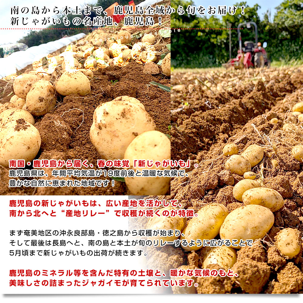 鹿児島県産 新じゃがいも＆熊本県産 新たまねぎセット 約2.5キロ×2箱