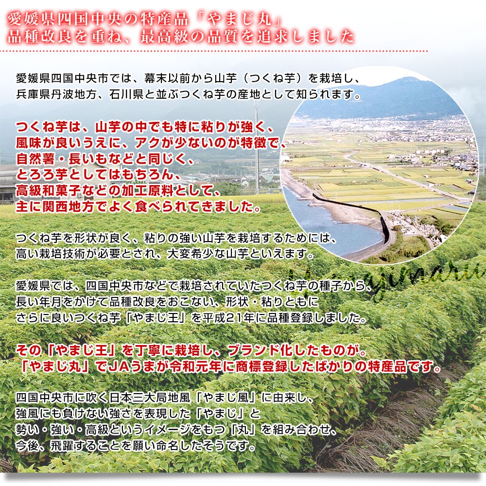 愛媛県より産地直送 四国中央JAうま 山の芋 やまじ丸 2キロ (4玉から5玉) 送料無料 やまじ王 ヤマジ やまのいも つくねいも 宇摩農協  :1201522566:産直だより - 通販 - Yahoo!ショッピング