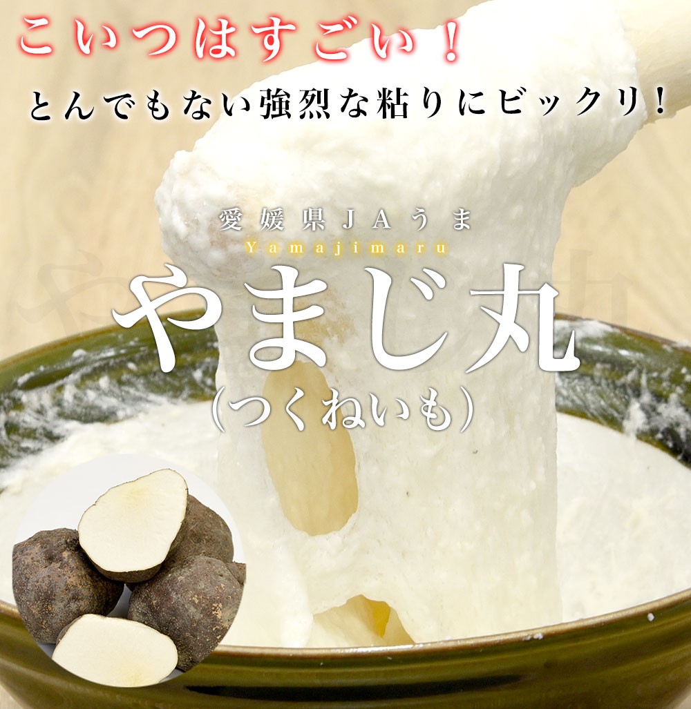 愛媛県より産地直送 四国中央JAうま 山の芋 やまじ丸 2キロ (4玉から5玉) 送料無料 やまじ王 ヤマジ やまのいも つくねいも 宇摩農協  :1201522566:産直だより - 通販 - Yahoo!ショッピング