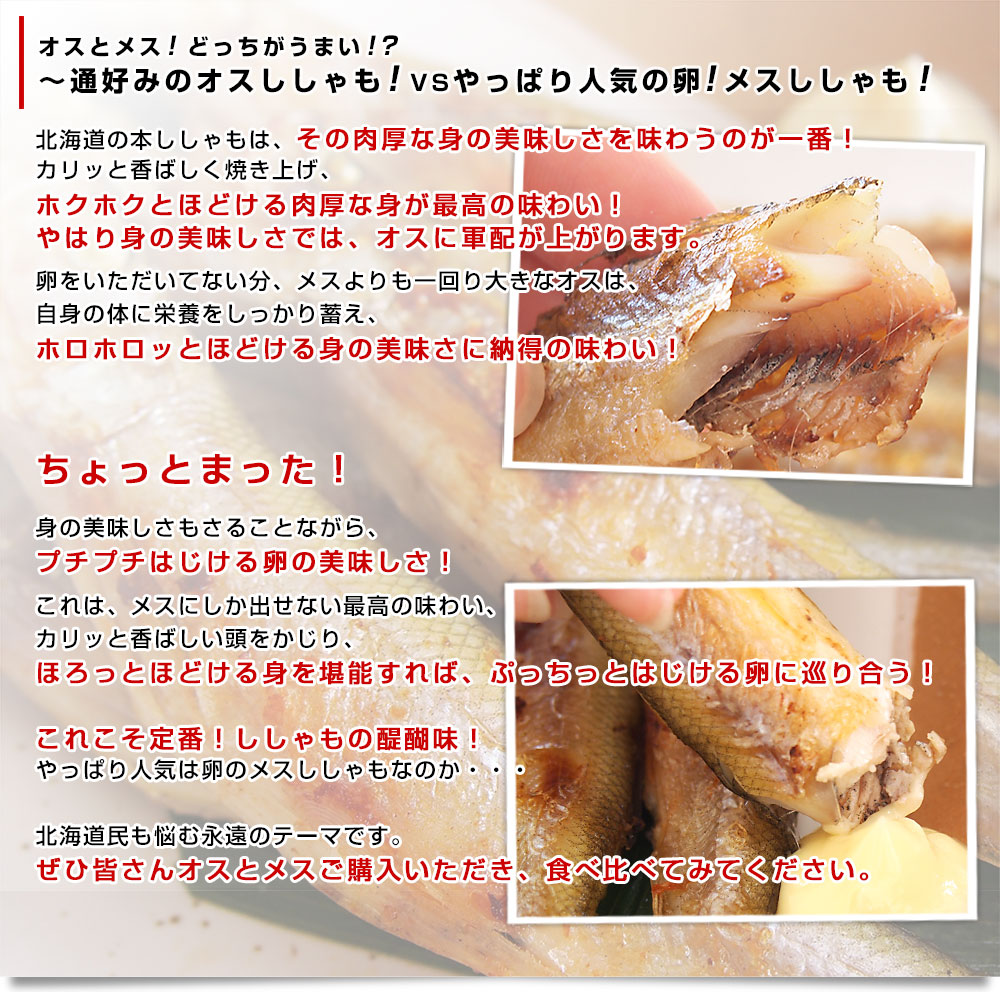 北海道産 本ししゃも 肉厚なオス 30尾入り化粧箱 送料無料 北柳葉魚 本シシャモ　シーフード超PayPay祭 |  | 05