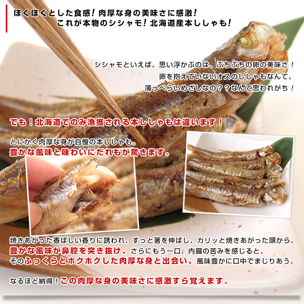 北海道産 本ししゃも 肉厚なオス 30尾入り化粧箱 送料無料 北柳葉魚 本シシャモ　シーフード超PayPay祭 |  | 03