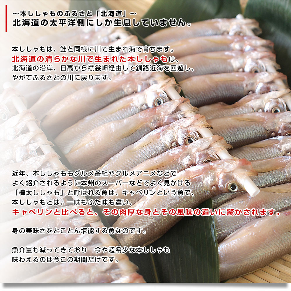 北海道産 本ししゃも 肉厚なオス 30尾入り化粧箱 送料無料 北柳葉魚 本シシャモ　シーフード超PayPay祭 |  | 04