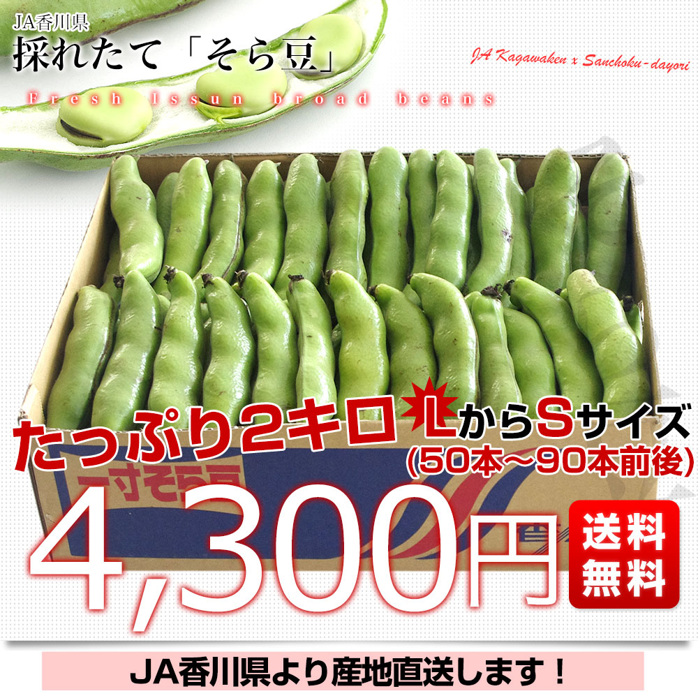 香川県より産地直送 JA香川県 そらまめ(品種名:一寸そら豆)2 香川県より産地直送 JA香川県 そらまめ(品種名:一寸そら豆)2
