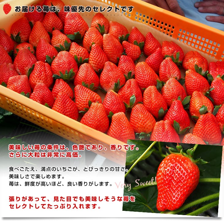 栃木県より産地直送 JAおやま スカイベリー 約280g×2P(6粒から12粒×2P) 送料無料 いちご イチゴ 苺 ※クール便発送