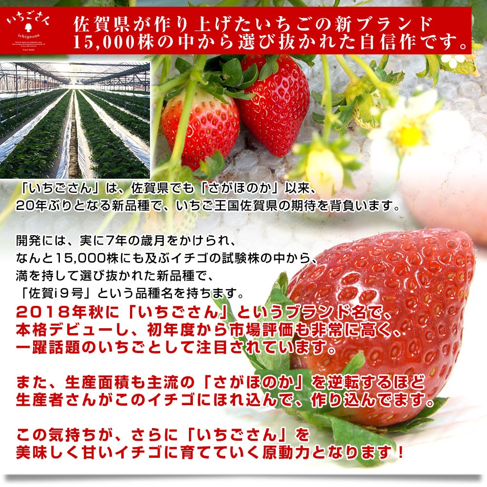 佐賀県より産地直送 JAからつ 新品種いちご いちごさん DX 450g 15粒