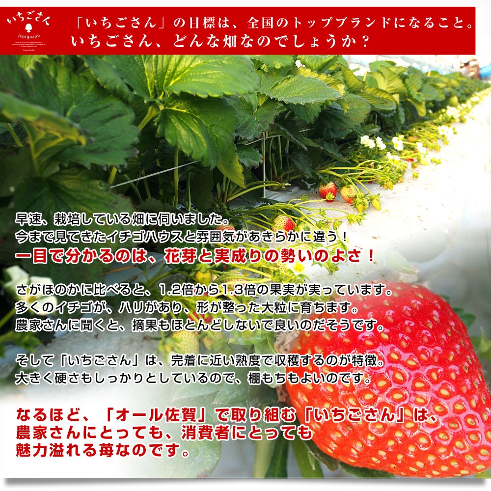 佐賀県より産地直送 JAからつ 新品種いちご いちごさん DX 450g 15