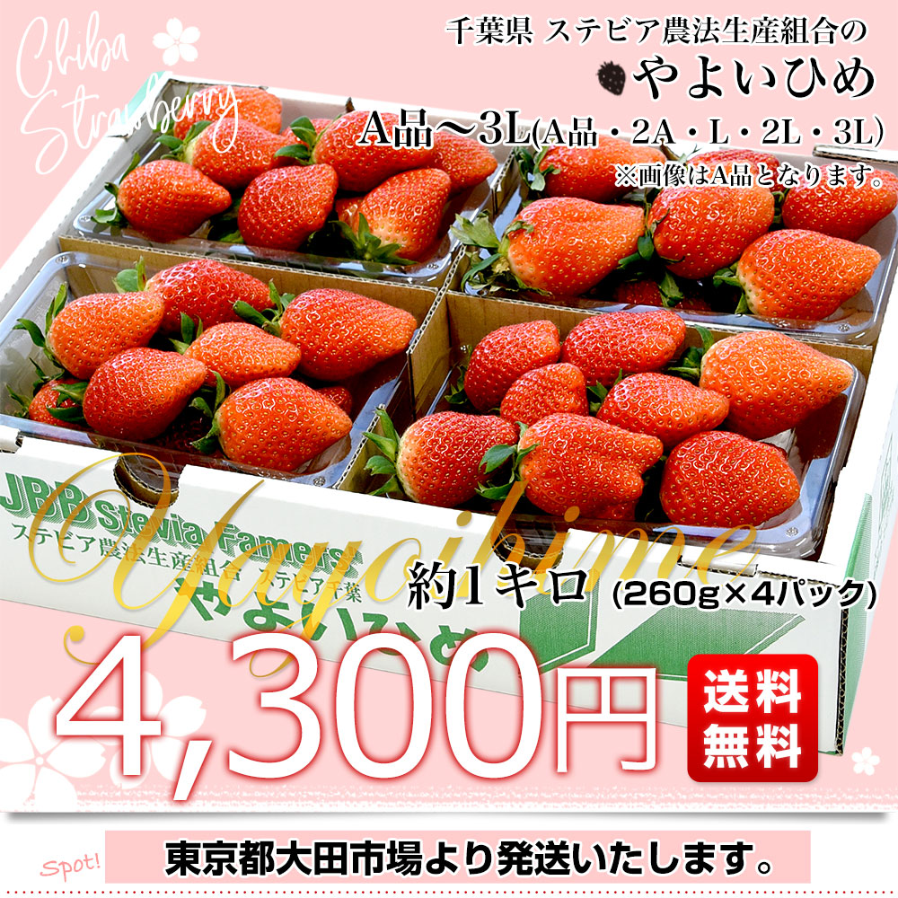 千葉県産 ステビア農法生産組合のやよいひめ A品から3L(A品・2A