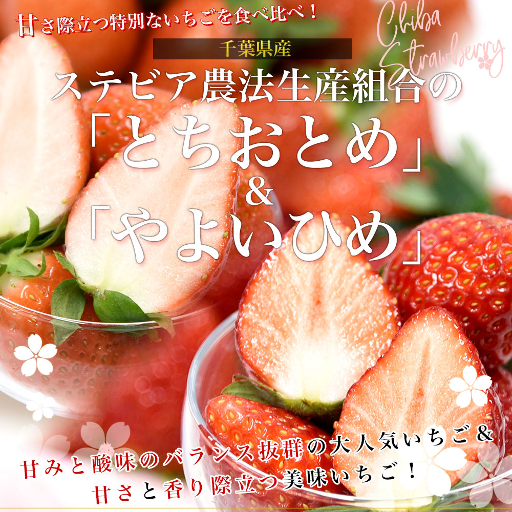 千葉県産 ステビア農法生産組合のいちご 食べ比べセット とちおとめ