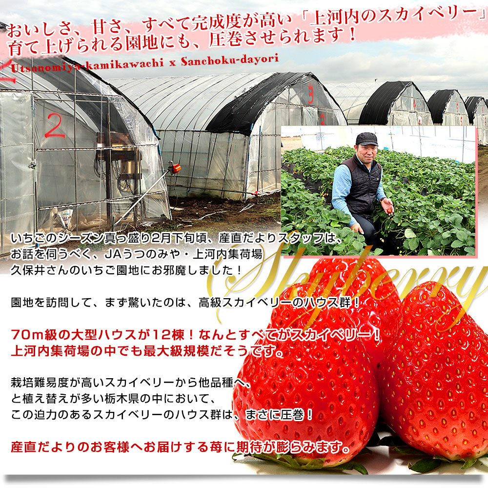 栃木県産 JAうつのみや「上河内のスカイベリー」大玉サイズ 合計1キロ