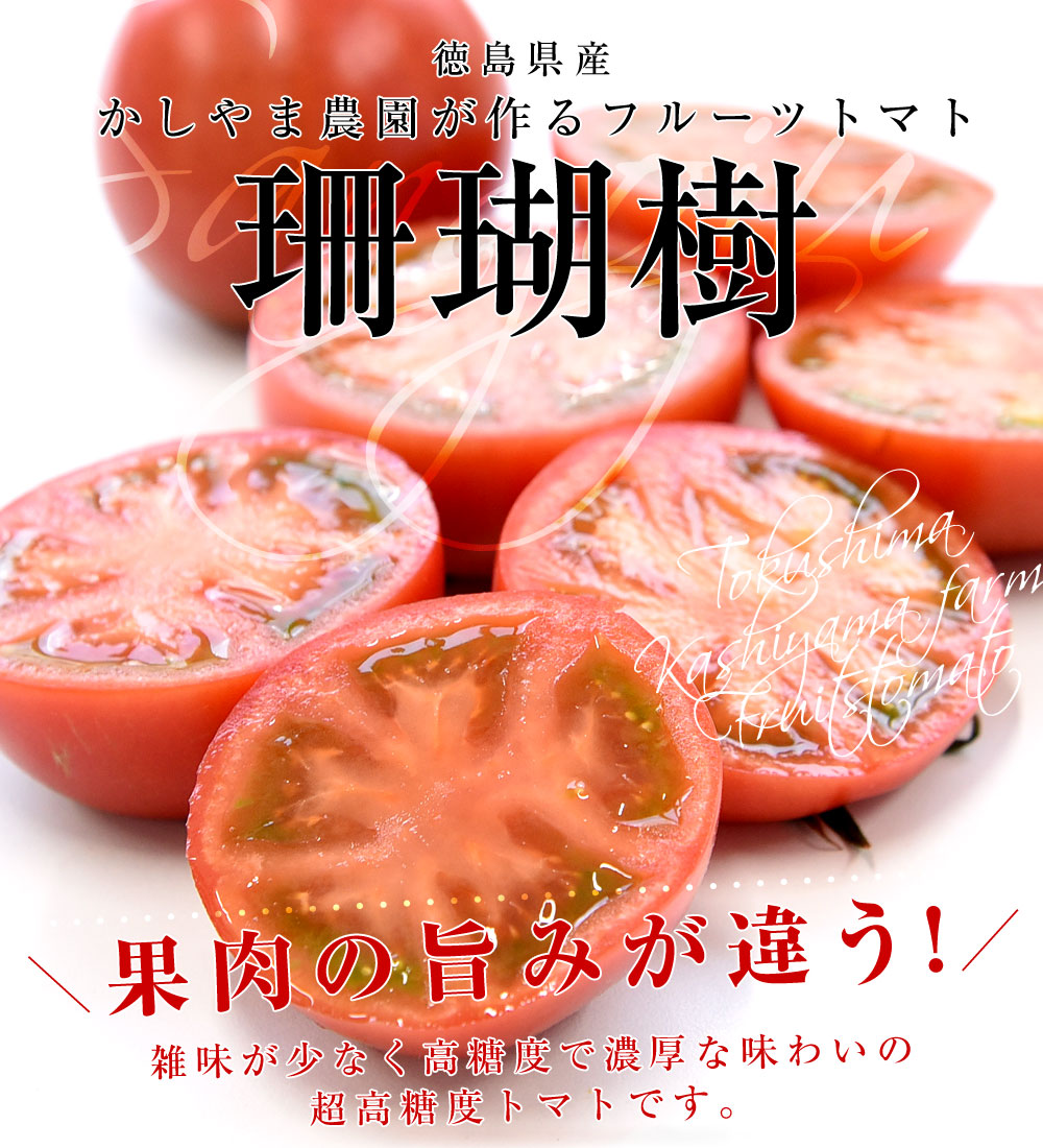 徳島県産 かしやま農園が作るフルーツトマト「珊瑚樹」特選（白箱）約1キロ (12玉から24玉入) 高糖度トマト フルーツとまと 樫山農園 市場発送  :1338872916:産直だより 通販 