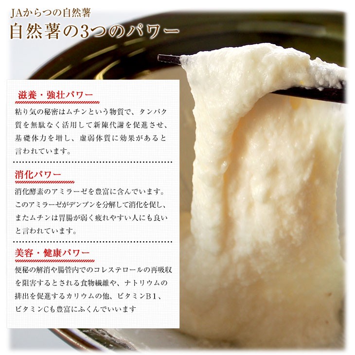 佐賀県より産地直送 JAからつ 自然薯 2本入 約1キロ 送料無料 化粧箱