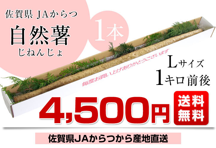 佐賀県より産地直送 JAからつ 自然薯 Lサイズ 1本入 約1キロ 化粧箱 送料無料 じねんじょ 山芋 やまいも :1205251966:産直だより  - 通販 - Yahoo!ショッピング