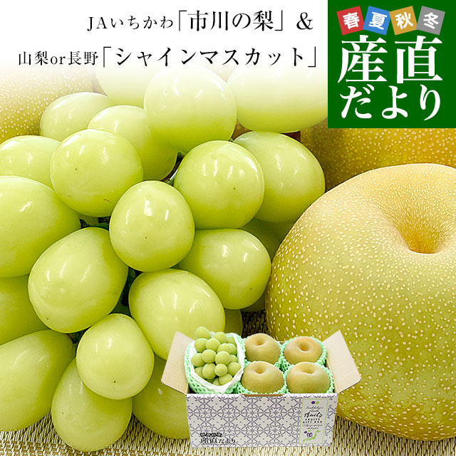 tY JA s̗ Diȏ 4(1.4L)R͒쌧Y VC}XJbg 1[(500g)  Ԃǂ iV t[cZbg 