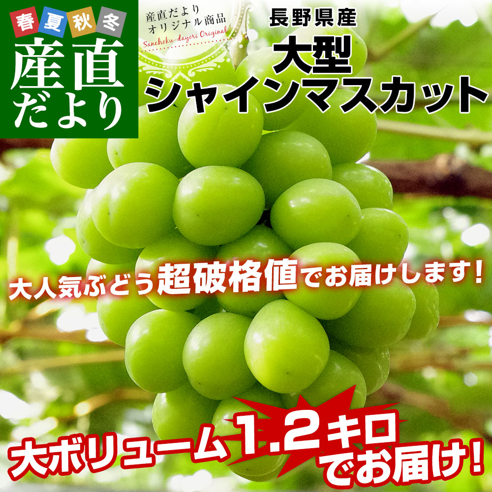 長野県産 大房シャインマスカット 秀品 1.2キロ（大房2房）送料無料