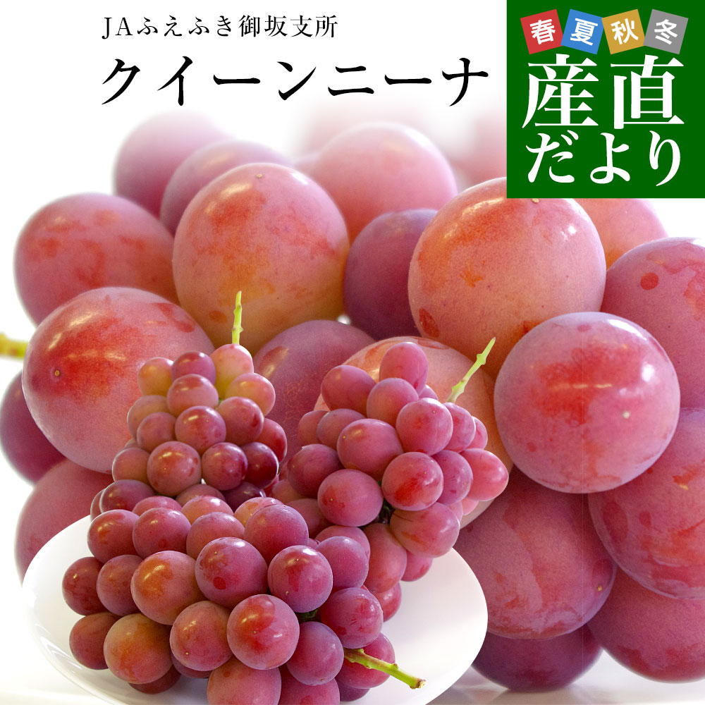 ぶどう クイーンニーナ」の人気商品一覧 | 安い商品を通販サイトから